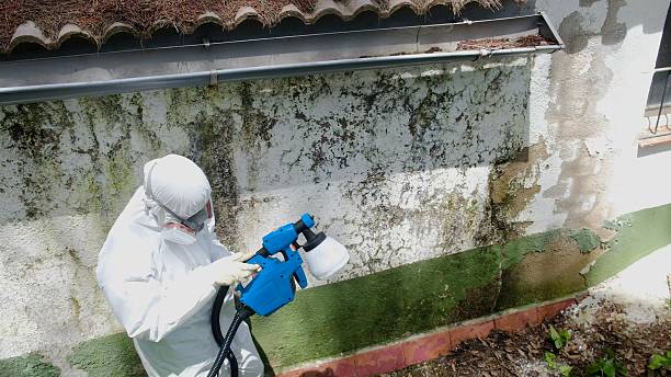 Top rated local Mold Remediation specialists in Cuthbert, GA